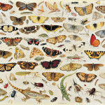Jan van Kessel the Elder. An Extensive Study of Butterflies, Insects and Seashells, 1671. Oil on panel, cm .45,8 × 66,3. Private collection