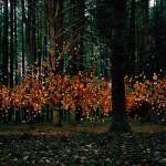 Leaves N.1