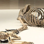 Eliseo Mattiacci. Uno scheletro “sbagliato”