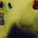 Distant Rockery, 2008 (part.)