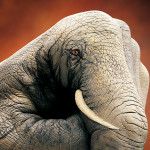 animal-body-art-Artist-Guido-Daniele-3