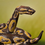 animal-body-art-Artist–Guido-Daniele-4